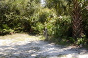 Utility posts in front of palmetto and trees on gray ground.