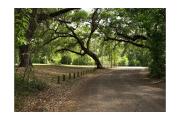 Shaded park road at Lake Griffin State Park.