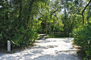 Bright sunlight filters through the dense green oak tree canopy, decorating the concrete pad on campsite number one at Lake Griffin State Park
