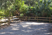 A fire ring, picnic table, and rustic wooden fencing, surrounded by dense green vegetation on campsite number three at Lake Griffin State Park