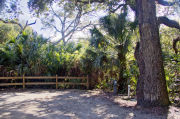 Recreational vehicle utility hook-ups and a large oak tree surrounded by dense green vegetation on campsite number three at Lake Griffin State Park