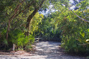 Bright sunlight filters through the dense green oak tree canopy, decorating the dirt and gravel pad on campsite number four at Lake Griffin State Park