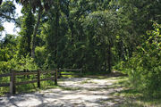 Bright sunlight filters through the dense green oak tree canopy, decorating the dirt and gravel pad on campsite number seven at Lake Griffin State Park