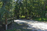 Bright sunlight filters through the dense green oak tree canopy, decorating the dirt and gravel pad on campsite number nine at Lake Griffin State Park