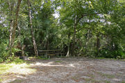 A picnic table and fire ring are surrounded by a mixed oak hardwood and sabal palm forest on campsite number twenty at Lake Griffin State Park