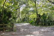 Bright sunlight filters through the dense green oak tree canopy, decorating the dirt and gravel pad on campsite number twenty-one at Lake Griffin State Park