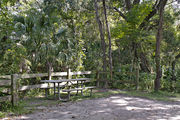 A picnic table, fire ring, and rustic wooden fencing are surrounded by a mixed oak hardwood and sabal palm forest on campsite number twenty-one at Lake Griffin State Park