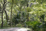 Recreational vehicle utility hook-ups are surrounded by dense green vegetation and oak hardwood forest, on campsite number twenty-one at Lake Griffin State Park