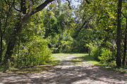 Bright sunlight filters through the dense green oak tree canopy, decorating the asphalt millings pad on campsite number twenty-three at Lake Griffin State Park