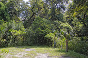 Recreational vehicle utility hook-ups are surrounded by dense green vegetation and oak hardwood forest on campsite number twenty-three at Lake Griffin State Park