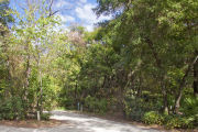 Bright sunlight filters through the dense green oak tree canopy, decorating the dirt and gravel pad on campsite number twenty-four at Lake Griffin State Park