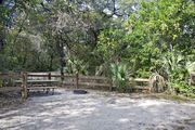 A picnic table, fire ring, and rustic wooden fencing are surrounded by a mixed oak hardwood and sabal palm forest on campsite number twenty-four at Lake Griffin State Park