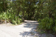 Bright sunlight filters through the dense green oak tree canopy, decorating the dirt and gravel pad on campsite number twenty-five at Lake Griffin State Park