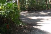 Lush vegetation of Spanish moss draped live oak, and palmetto surrounding an open campsite with a picnic table.