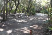 Lush vegetation of Spanish moss draped live oak, sable palm, cedar, and palmetto shading an open pull through campsite with a picnic table and fire ring.