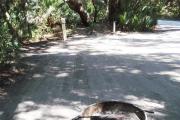Lush vegetation of live oak, sable palms, and palmetto shading an open campsite with a fire ring, water spigot, and electrical hook-up stanchion.