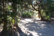 Lush vegetation of red cedar, and palmettos surrounding an open campsite with a picnic table, fire ring, cloths line, and water spigot.