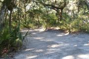 Lush vegetation of Spanish moss draped live oak, Cedars, and palmetto surrounding an open campsite.
