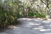 Lush vegetation of Spanish moss draped live oak and palmetto surrounding an open campsite with a picnic table and fire ring.