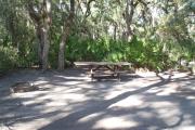 Lush vegetation of Spanish moss draped live oak and palmetto surrounding an open campsite with a picnic table and fire ring.