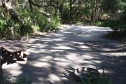 Lush vegetation of Spanish moss draped live oak and palmetto shading an open campsite with a picnic table, fire ring, and electrical hook-up stanchion.