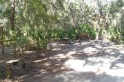 Lush vegetation of Spanish moss draped live oak and palmetto surrounding an open campsite with a picnic table, fire ring, cloths line, and electrical hook- up stanchion.