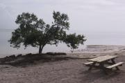 Photo: LONG KEY SP. A picnic table in picnic area next to a Black Mangrove tree on the Ocean.