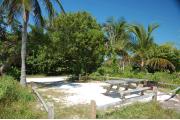 Photo: 005, Looking back through the shore line access a picnic table and fire ring are on the right front. Button Wood, Palm and Sea Grapes are seen in the buffer around the site with the campground road to the far side of the site.