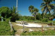 Photo: 007, A picnic table site in the center of the site the electrical service is to the left. The entrance to the shore line is directly in front. Palms and other vegetation line the site.