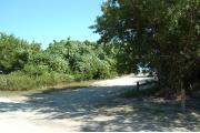 Photo: 021, The shadow of a large buttonwood tree falls across the entrance to the site. Morning glory covers the vegetation to the left of the site. The fire ring is just visible thru the tree leaves at the far side of the site.