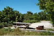 Photo: 023, Looking from the shoreline, the picnic table and fire ring are just inside the fence rails. Thatch palm, sea grape, mangrove and buttonwood trees line the sides of the site.