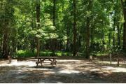 A Hardwood Hammock with scattered palmettoâs and grasses surrounds the campsite marker.