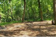 A Hardwood Hammock with scattered palmettoâs and grasses surrounds the campsite marker.