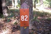 A Hardwood Hammock with scattered palmettoâs and grasses surrounds the campsite marker.