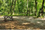 A Hardwood Hammock with scattered palmettoâs and grasses surrounds the campsite marker.