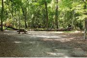 A Hardwood Hammock with scattered palmettoâs and grasses surrounds the campsite marker.