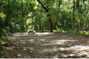 A Hardwood Hammock with scattered palmettoâs and grasses surrounds the campsite marker.