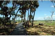 Walkway onto the Upper Myakka Lake for bird observation and scenic views.