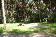 This is a picture of campsite 12 looking from the road into the partly sunny site.  This site has 50amp service and water hookups.  There is a gravel foundation with a picnic table and a ground campfire ring.