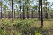 Owing its pristine state to over 30 years in a prescribed fire resource management program, the flatwoods habitats of Ochlockonee River State Park offer a great diversity of plant and animal species.