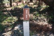 Site 11 marker sits atop a rustic wooden 4x4 post underneath a group of sand live oak trees.