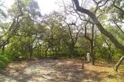 This site is completely surrounded by sand live oak trees, providing great shade and flexibility for pop-ups, smaller RVs and small RV unit/tent camping.