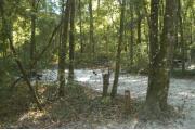 This view is from the entrance looking straight in.  The water and electric hookups are on the right, a picnic table and ground grill is on the left.  The site is surrounded by mixed hardwood trees and shrubs with a trail leading out the back of the site to the restrooms.