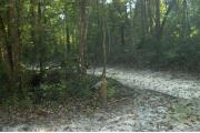 This view is from the back of the site looking toward the campground road.  The water and electric hookups are on the right, the ground grill is in the back center, the picnic table is in the back right.  The view across the road is of heavily wooded mixed hardwood forest.  The site is surrounded with mixed hardwood trees and shrubs.