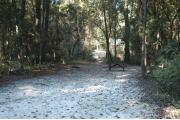 This view is from the entrance looking in.  You can see the picnic table in the back center of the site with the ground grill on the far left side.  The site is surrounded with mixed hardwood trees and shrubs.  There is an open trail leading out of the back of the site to the restroom which you can see from this site.