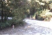 View from the left of the entrance with site marker #56 showing.  This is a back-in site that can accommodate campers up to 25 feet in length with no slide outs. The water and electric hookups are on the right.  This site is surrounded by mixed hardwood trees and shrubs.