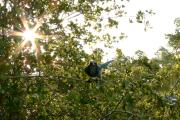 Scrub Jay Watching-  A Florida scrub jay sits in a scrub oak eyeing visitors.