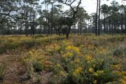 A view of the long leaf pine restoration area with the wildflowers in bloom at Fred Gannon Rocky Bayou State Park