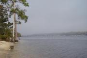 A pine tree at the waters edge along the shoreline with the bridge in the back ground at Fred Gannon Rocky Bayou State Park.