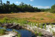 The steephead restoration area with newly planted vegetation planted where the lake used to be located at Fred Gannon Rocky Bayou State Park.